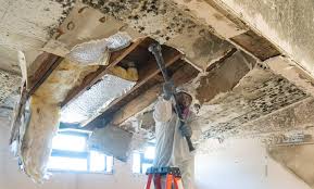 Best Emergency Mold Remediation  in Juno Beach, FL